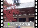 秋の神護寺「金堂と紅葉」