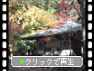 秋の栂尾・高山寺「開山堂」