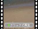 糸島の鹿家海岸「姉子の浜（鳴き砂）」
