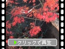 日本庭園と紅葉の楓