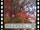 秋の裏磐梯「桧原湖周辺の彩り」