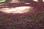 枯れ落葉の絨毯と陽だまり
