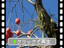 古木の柿の実たち