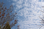 うろこ雲とプラタナス