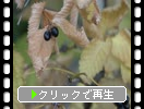 シロヤマブキの黒い実と枯葉