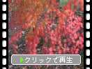 一本の「楓の紅葉」