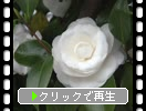 白椿「蕾から花へ」