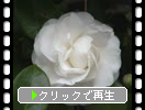 白椿の花
