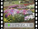海の中道公園「春の花壇」