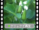 ユリノキの若い実と緑葉