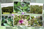 奄美大島「あやまる岬の植物たち」
