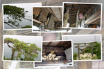 竹生島神社「竜神拝所と鳥居」