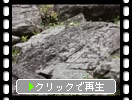 紀州の和歌山城「刻印のある石垣」