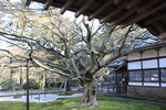 冬の雷山千如寺「落葉期の楓と前庭」