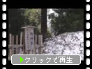 残雪期の戸隠神社「中社の御神木と三本杉」