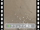 砂浜での貝の動き