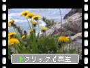 碁石海岸「春の植物たち」