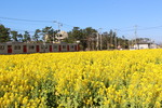 青空下の菜の花畑と電車