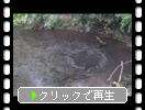 春の柿田川「第１展望台から見た湧水群」