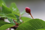 雨滴と桜の実と葉