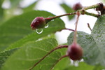 サクラの実と雨滴