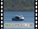 春・新緑期の十和田湖