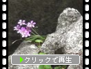 城の石垣間の野花