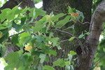 ユリノキの枝と緑葉