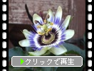 トケイソウ（時計草）の花と蕾