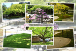 春の雷山千如寺「前庭と大楓」