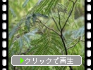 ネムノキ（合歓木）の葉