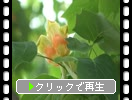 春のユリノキ「黄緑の花弁」