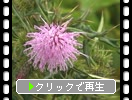 箱根駒ヶ岳「霧雨に濡れる植物たち」