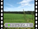 北海道「夏の草原・牧場」