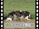 北海道「牧場と牛たち」