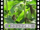 北海道の「トウモロコシ畑｝