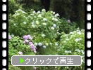 夏の円覚寺「色々な紫陽花」