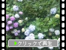 夏の円覚寺「黄梅院の紫陽花」