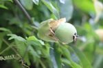 トケイソウの若い緑実