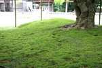 雷山千如寺「大楓の根元と緑の苔」