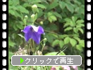 夏の鎌倉・東慶寺「境内の花たち」