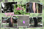 夏の円覚寺「方丈前のビャクシン」と周辺の花