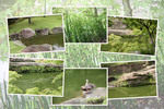 夏の円覚寺「新緑の妙香池と虎頭岩」