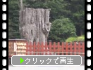 鎌倉・鶴岡八幡宮「神木の親銀杏と子銀杏」