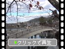 宇治川に架かる「秋の橘橋（木製の反り橋）」
