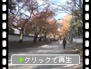 秋の醍醐寺「別頭光台院そばの参道」