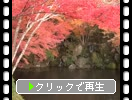 秋の醍醐寺「弁天池周辺の夕景」
