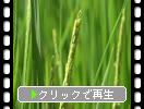 夏の水田「稲の出穂」