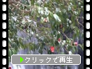 春・新緑期の糸島「白糸の滝とヤブツバキ」