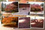 秋の大楓と石庭の落葉」